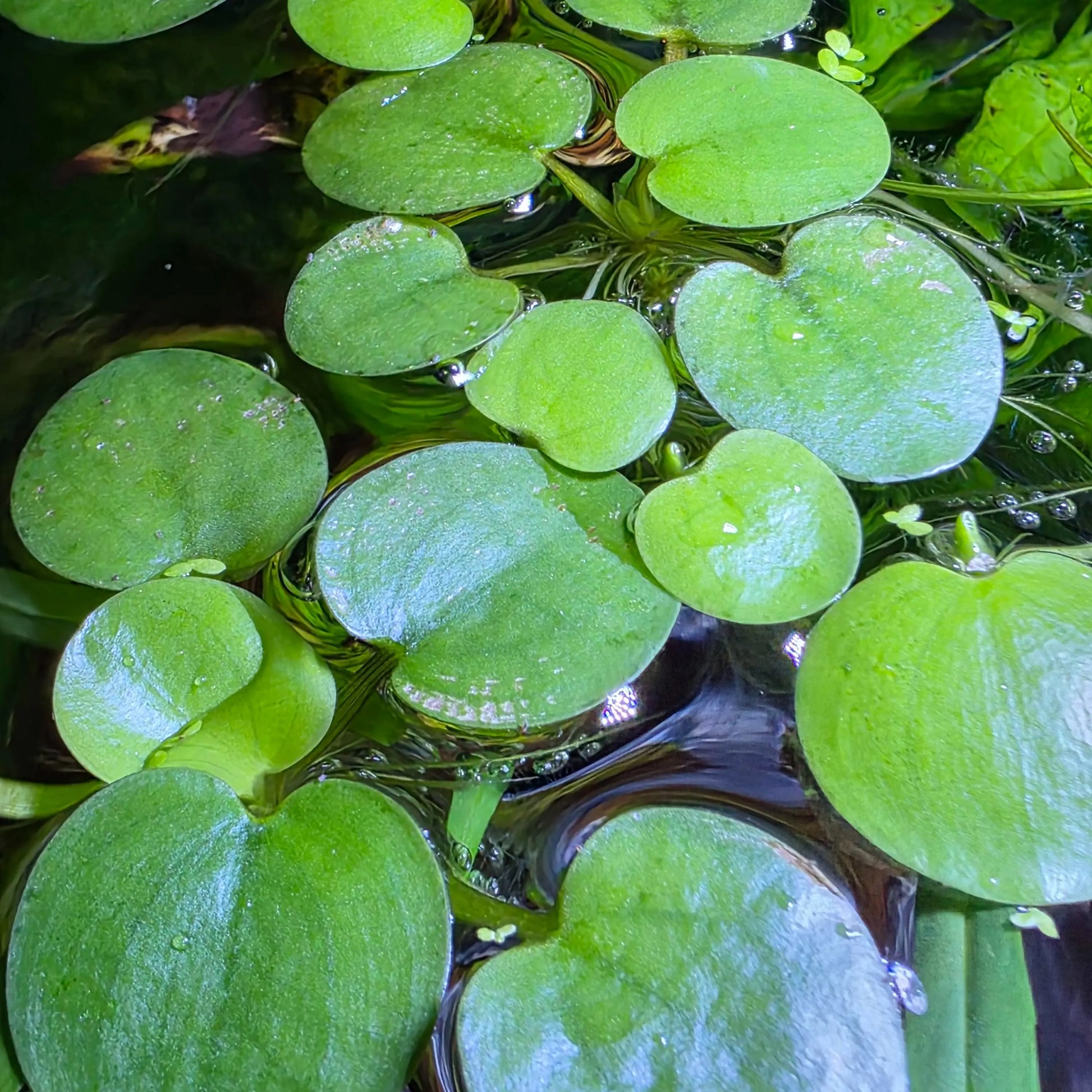 Tofu's Tanks Live Floating Frogbit Plant for Aquariums