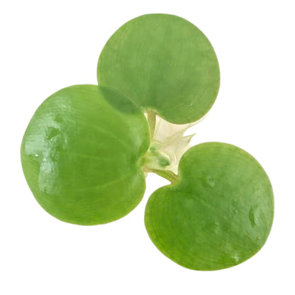 Tofu's Tanks Live Floating Frogbit Plant for Aquariums