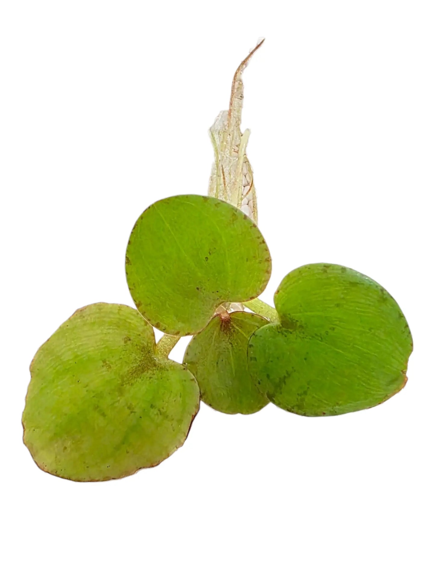 Tofu's Tanks Live Floating Frogbit Plant for Aquariums
