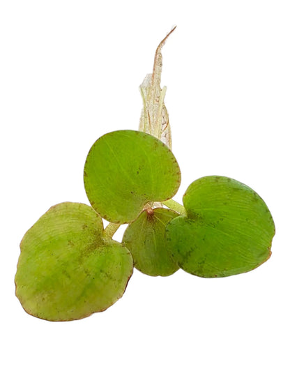 Tofu's Tanks Live Floating Frogbit Plant for Aquariums