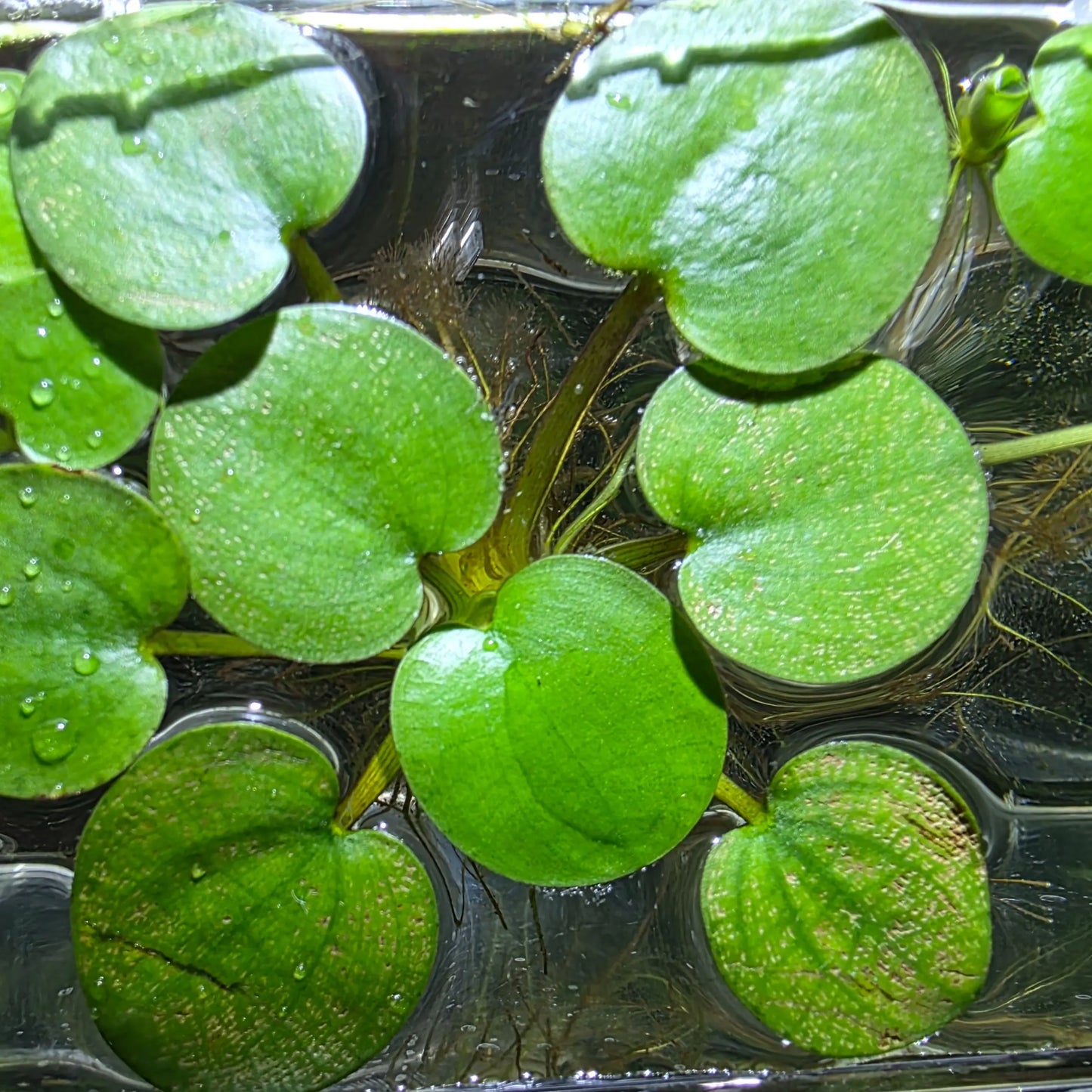 Tofu's Tanks Live Floating Frogbit Plant for Aquariums